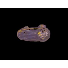 IPARLUX FRONT LEFT SIDE FLASHING TURN SIGNAL LEFT  RIGHT 15113500