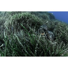 CRESSI UNDERWATER JACKET UNDERWATER FISHING TRACINA 7mm CLE 465202VAR