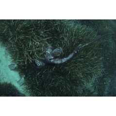 CRESSI UNDERWATER JACKET UNDERWATER FISHING TRACINA 7mm CLE 465202VAR