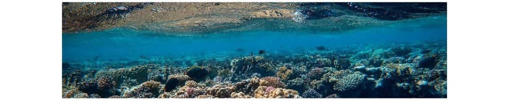 Pesca submarina: fusiles, arpones, equipo de apnea | Scubatic